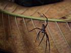 2001 08-05 - Sirena - Giant spider excaping army ants - [006].jpg